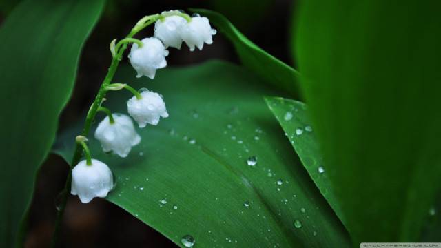 Close up flower water droplets #7 free wallpaper for desktop - medium preview image