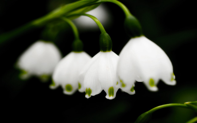 White flowers green stems bokeh free wallpaper for desktop - medium preview image