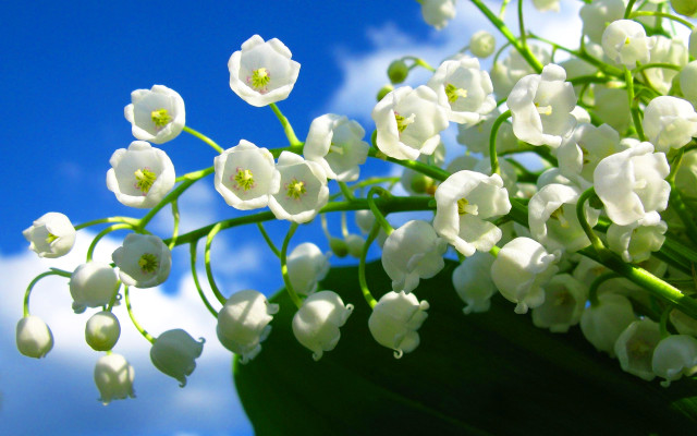 White flowers sky background cloud free wallpaper for desktop - medium preview image