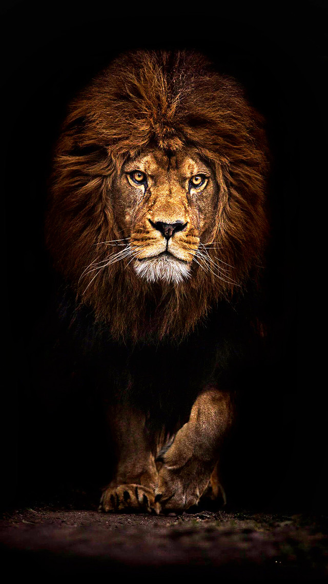 Lion walking dark head turned free wallpaper for mobile - medium preview image