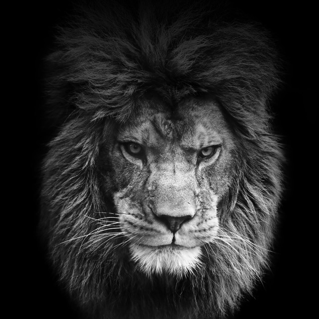 Lion long mane black background free wallpaper for tablet - medium preview image