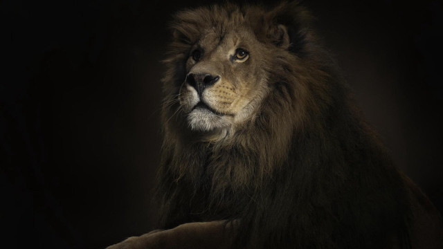 Lion dark black background white free wallpaper for desktop - medium preview image