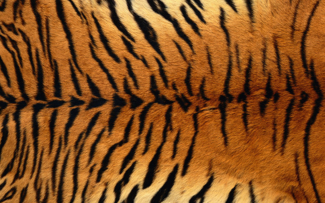 Tiger fur pattern black brown free wallpaper for desktop - medium preview image