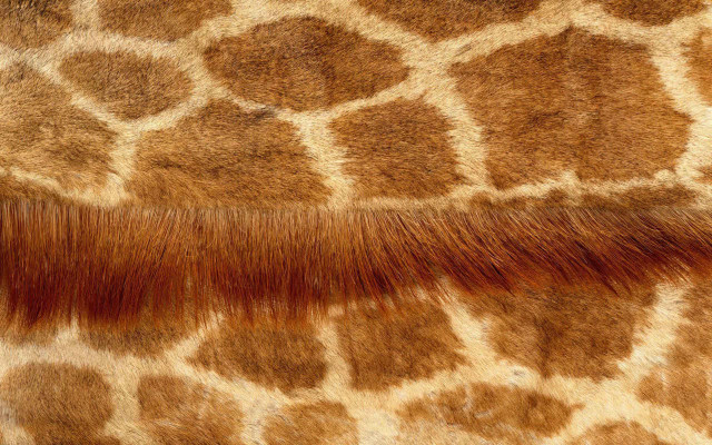 Giraffe fur pattern closeup brown free wallpaper for desktop - medium preview image