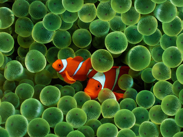 Clown fish hiding sea anemone free wallpaper for desktop - medium preview image