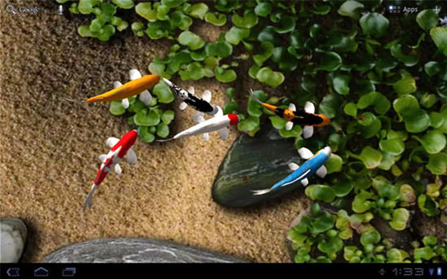 Fish swimming pond plants rocks #3 free wallpaper for desktop - medium preview image