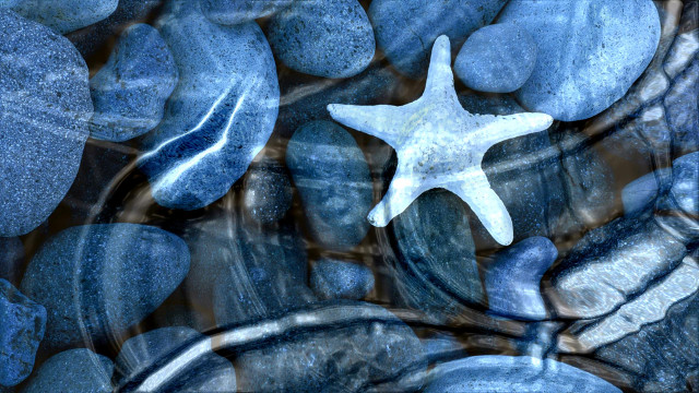 Starfish floating rock bed water free wallpaper for desktop - medium preview image
