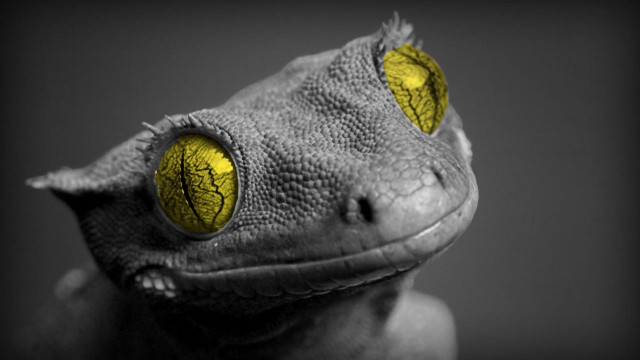 Gecko yellow eyes black background free wallpaper for desktop - medium preview image