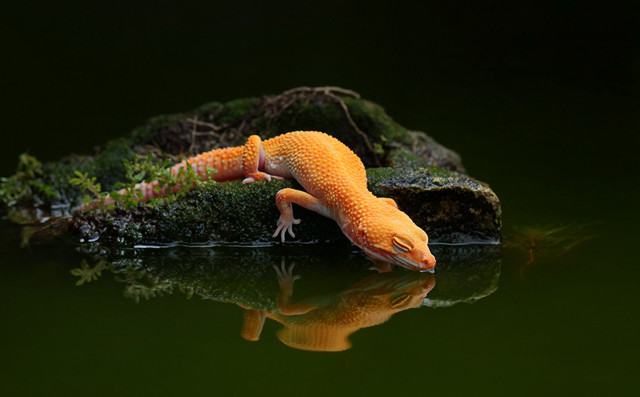 Gecko sitting rock water reflection free wallpaper for desktop - medium preview image