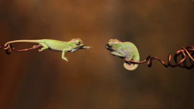 Two small lizards climbing on free wallpaper for desktop - medium preview image