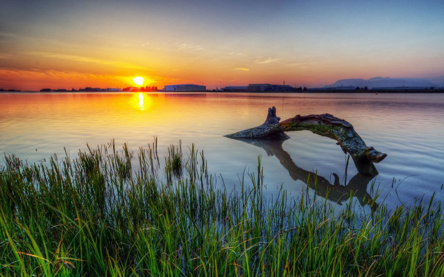 Tree branch water sunset sun free wallpaper for desktop - medium preview image