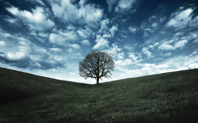 Lone tree grassy field cloudy #4 free wallpaper for desktop - medium preview image