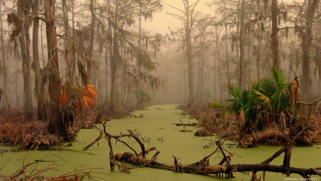 Swamp trees moss foggy day #2 free wallpaper for desktop - medium preview image