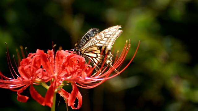 Butterfly flower red flowers green #2 free wallpaper for desktop - medium preview image