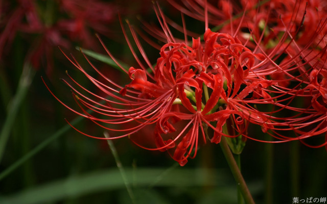 Red flower closeup green background free wallpaper for desktop - medium preview image