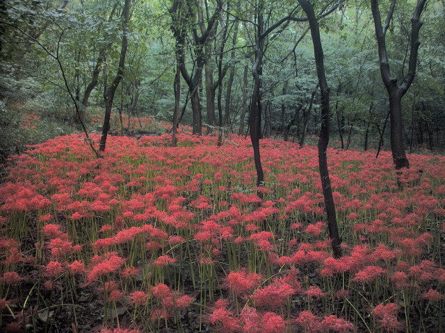 Field red flowers woods trees free wallpaper for desktop - medium preview image