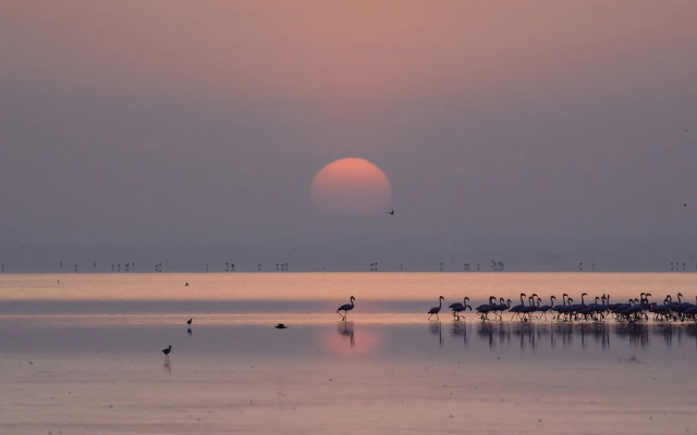 Flock birds lake sunset sun free wallpaper for desktop - medium preview image