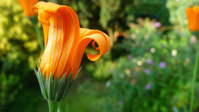 Flower bokeh macro summer christmas free wallpaper for desktop - medium preview image