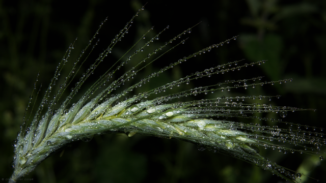 Plant water drops macro dark free wallpaper for desktop - medium preview image