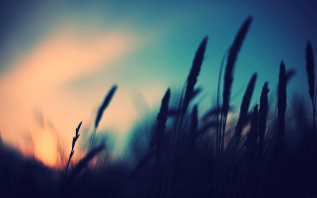 Blurry field grass sunset background free wallpaper for desktop - medium preview image