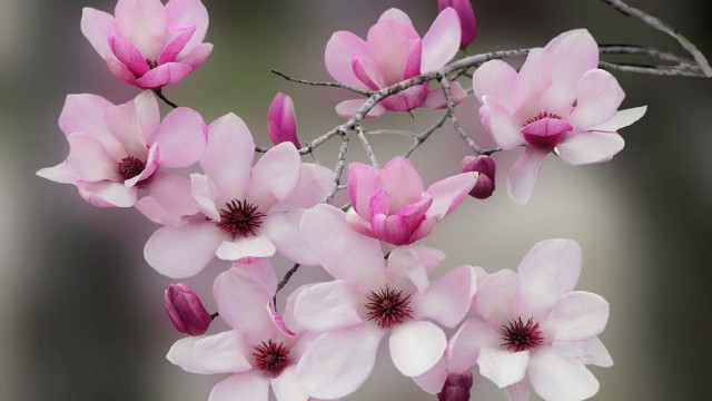 Pink flowers tree branch blurry free wallpaper for desktop - medium preview image