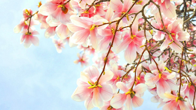Pink flower tree bird sky free wallpaper for desktop - medium preview image