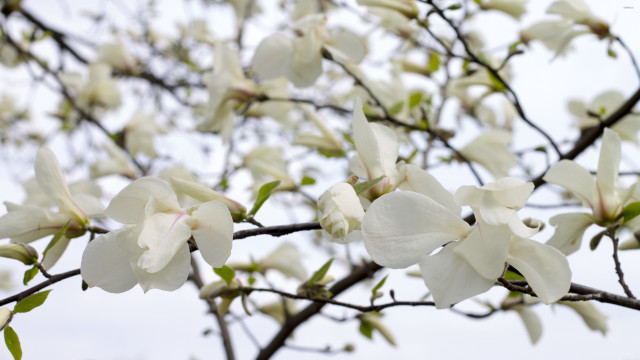 White flowered tree leaves sky free wallpaper for desktop - medium preview image