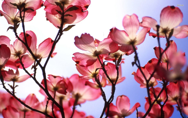 Tree pink flowers closeup blue free wallpaper for desktop - medium preview image