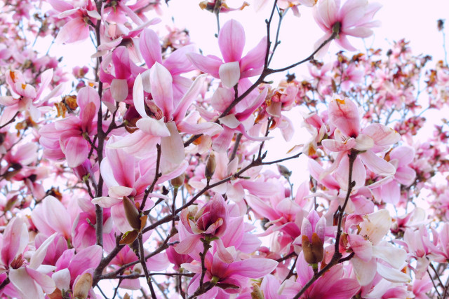 Tree pink flowers branches leaves free wallpaper for desktop - medium preview image