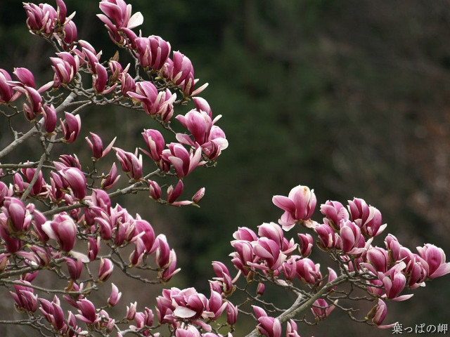 Tree pink flowers forest mountain free wallpaper for desktop - medium preview image