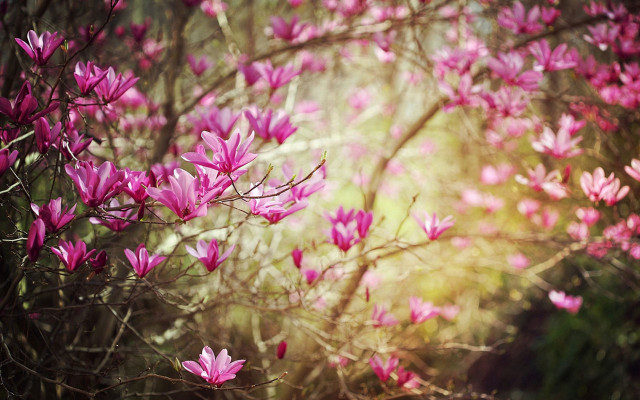 Pink flowers tree branch woods free wallpaper for desktop - medium preview image