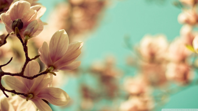 Branch pink flowers blue sky #3 free wallpaper for desktop - medium preview image
