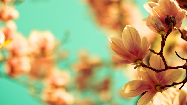 Branch flowers blue sky autumn free wallpaper for desktop - medium preview image
