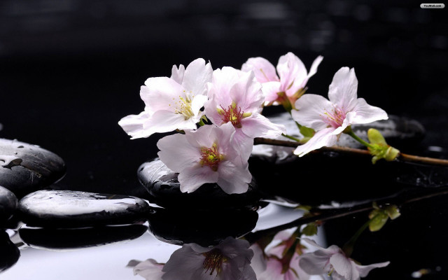 Flowers black surface rocks water free wallpaper for desktop - medium preview image