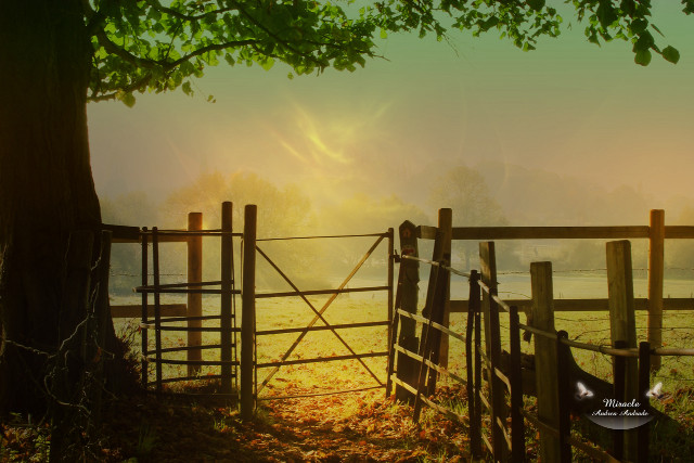 Fenced area tree field sun free wallpaper for desktop - medium preview image