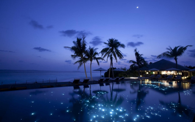 Pool lights palm trees night free wallpaper for desktop - medium preview image