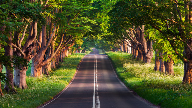 Road trees grass forest nature free wallpaper for desktop - medium preview image