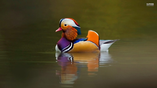 Colorful duck floating lake forest free wallpaper for desktop - medium preview image