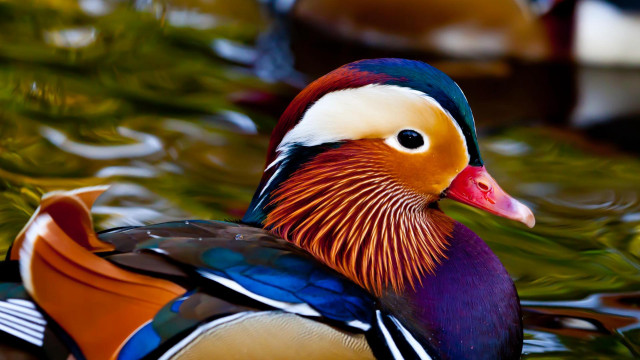 Colorful duck floating water lake free wallpaper for desktop - medium preview image