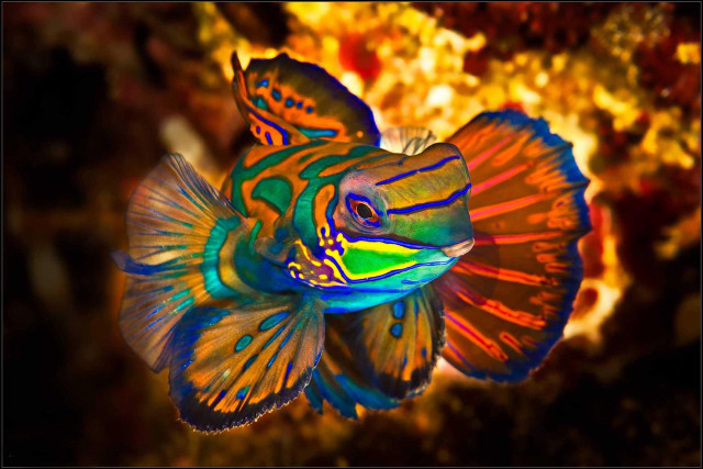 Colorful fish long tail black free wallpaper for desktop - medium preview image