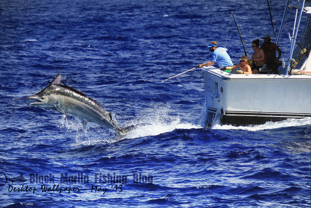 Dolphin jumping water people boat free wallpaper for desktop - medium preview image