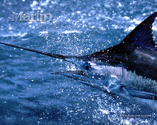 Marlin caught fishing rod hook free wallpaper for desktop - medium preview image