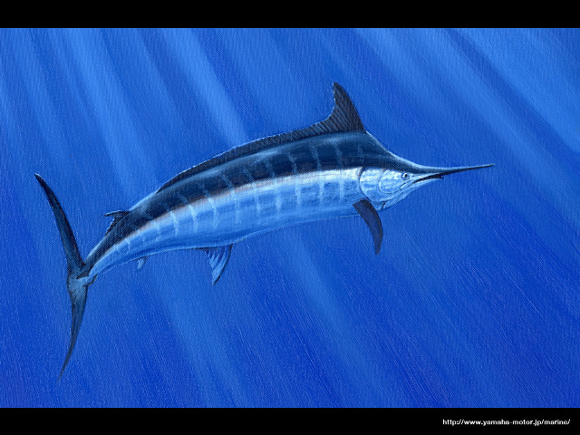 Blue marlin fish water sunlight free wallpaper for desktop - medium preview image