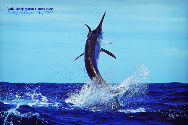 Marlin jumping water mouth open free wallpaper for desktop - medium preview image