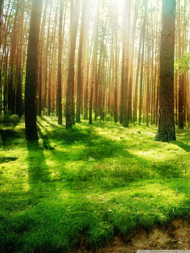 Forest trees grass bench nature free wallpaper for mobile - medium preview image