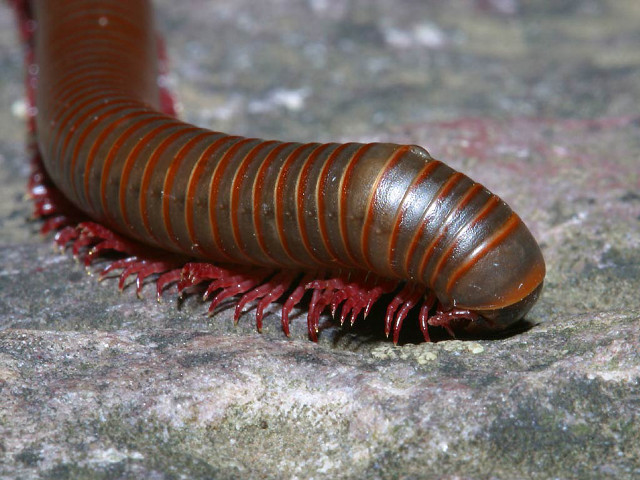Large brown caterpillar red striped free wallpaper for desktop - medium preview image