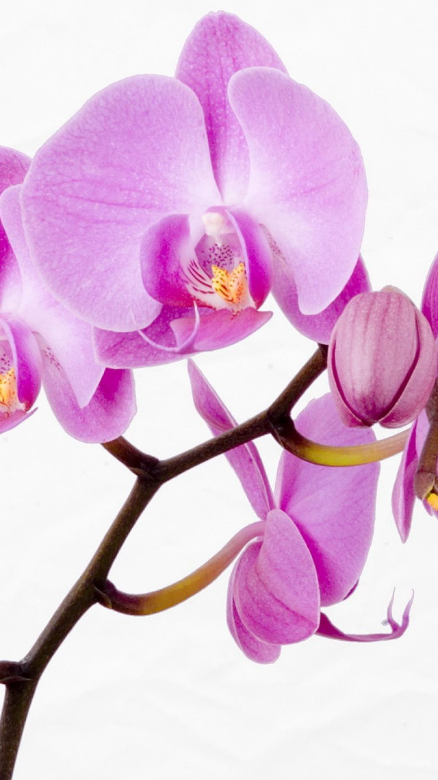 Purple flower branch macro photorealism free wallpaper for mobile - medium preview image
