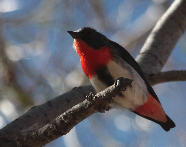 Small bird perched branch blue free wallpaper for desktop - medium preview image