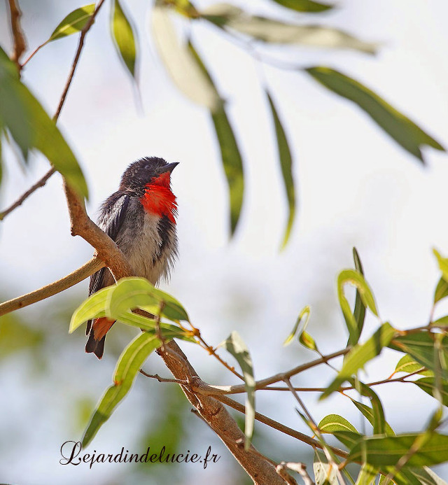 Small bird branch leaves sky free wallpaper for tablet - medium preview image