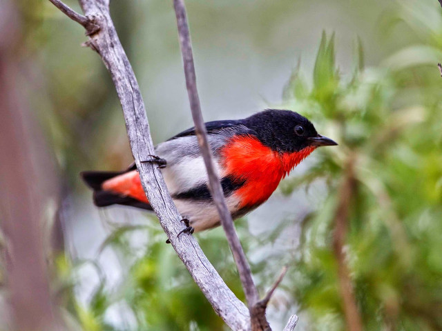 Red black bird forest ecological free wallpaper for desktop - medium preview image